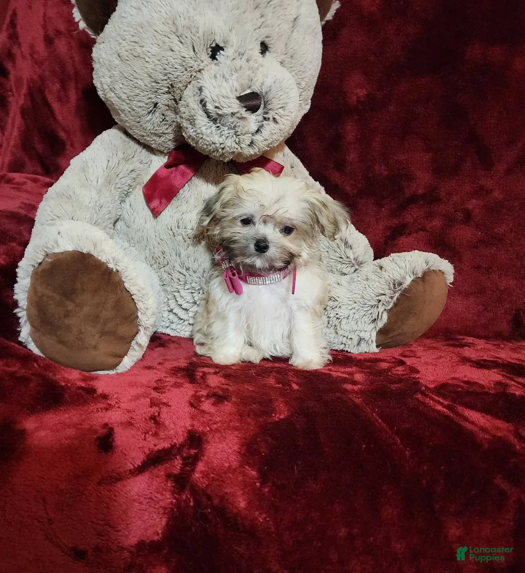 Malshi dogs for sale: Gigi - Image 7