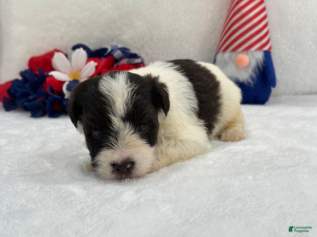 Miniature Schnauzer dogs for sale: Fancy Male 2 Akc Liver Parti - Image 6