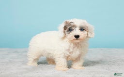 Miniature Poodle dogs for sale: Leo - Image 5