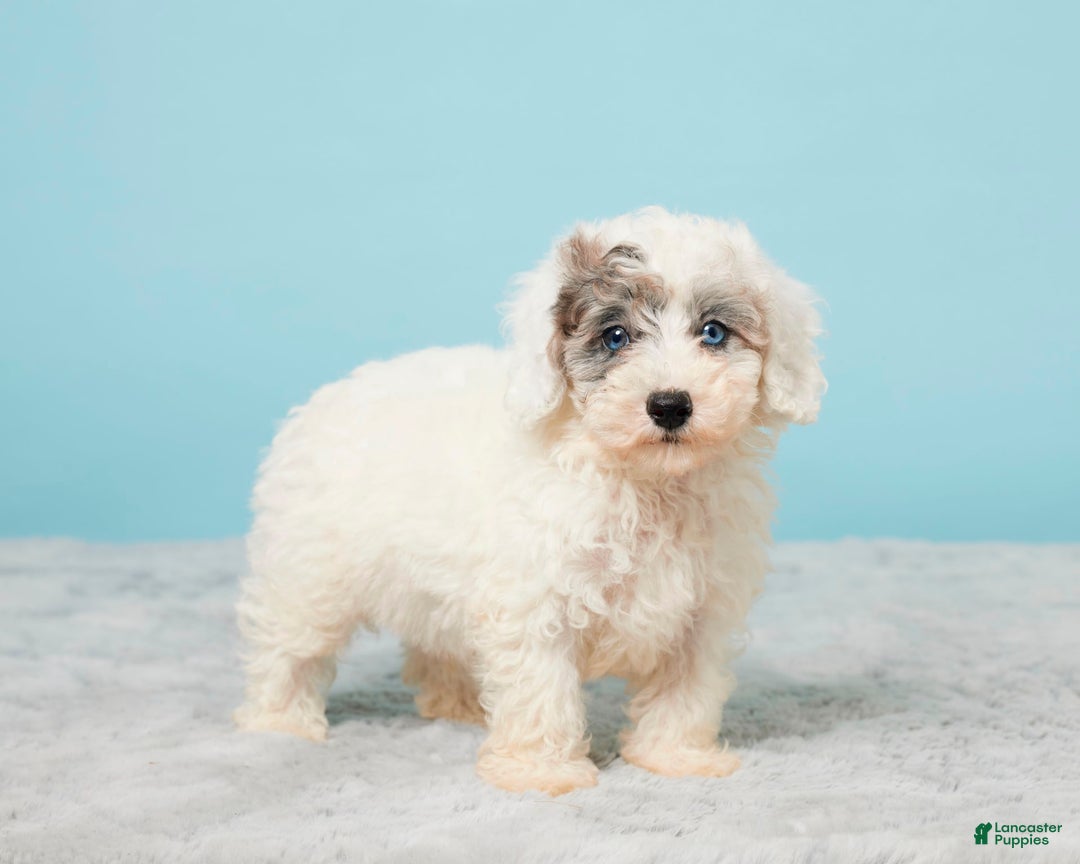 Miniature Poodle dogs for sale: Leo - Image 5