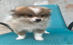 Pomeranian dogs for sale: Pollie - Image 1