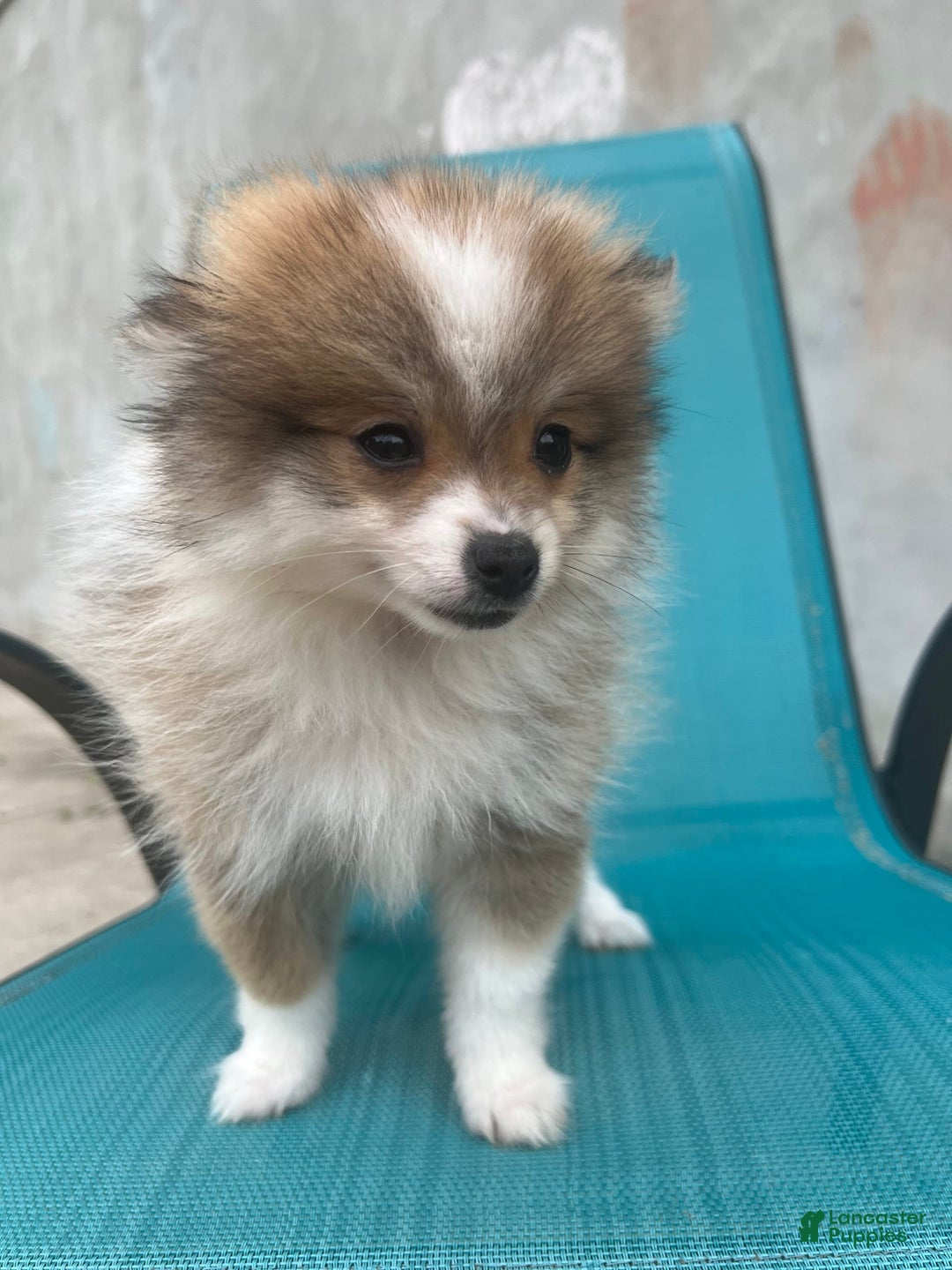 Pomeranian dogs for sale: Pollie - Image 1