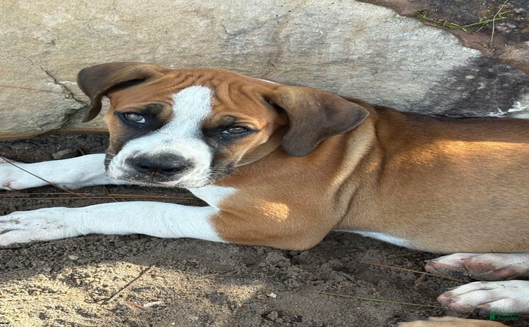 South African Boerboels dogs - Advert 13