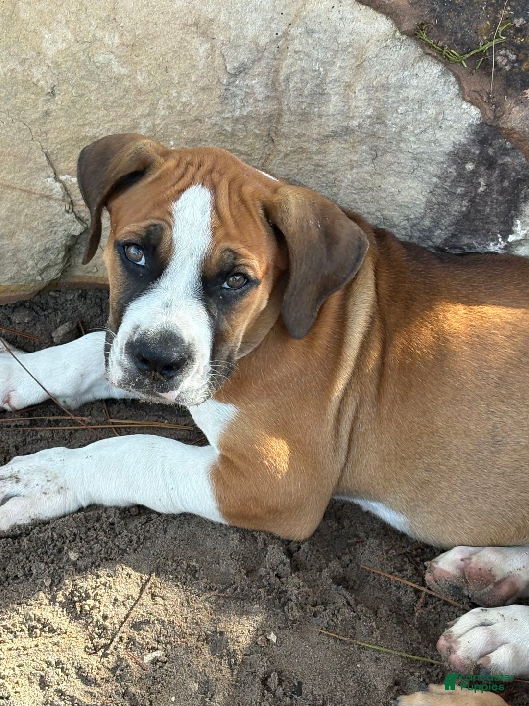 South African Boerboels dogs for sale: Galloway Girl - Image 1