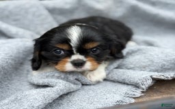 Cavalier King Charles Spaniel dogs for sale: Conny - Image 4