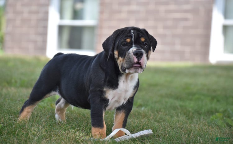 Beabull dogs for sale - Ad 4