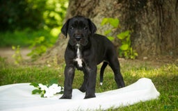 Great Dane dogs for sale: Beauty - Image 6