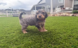 Bernedoodle dogs for sale: 3 - Image 4