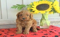 Mini Goldendoodle dogs for sale: Unity - Image 2