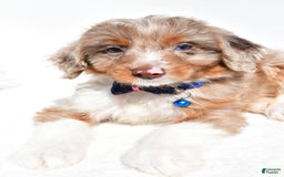 Mini Aussiedoodle dogs for sale: Eden - Image 3