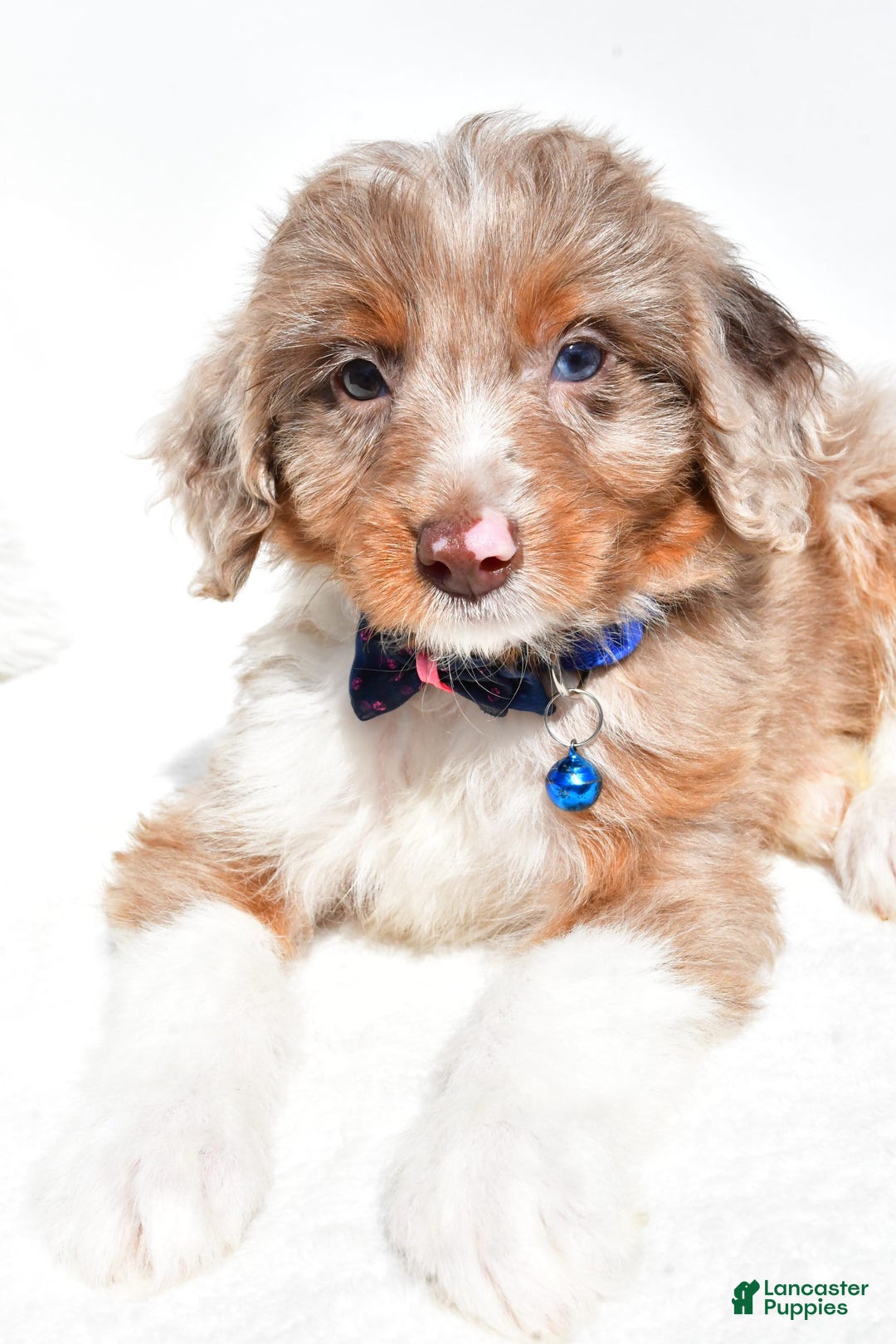 Mini Aussiedoodle dogs for sale: Eden - Image 3