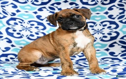 Boxer dogs for sale: Bennah - Image 4