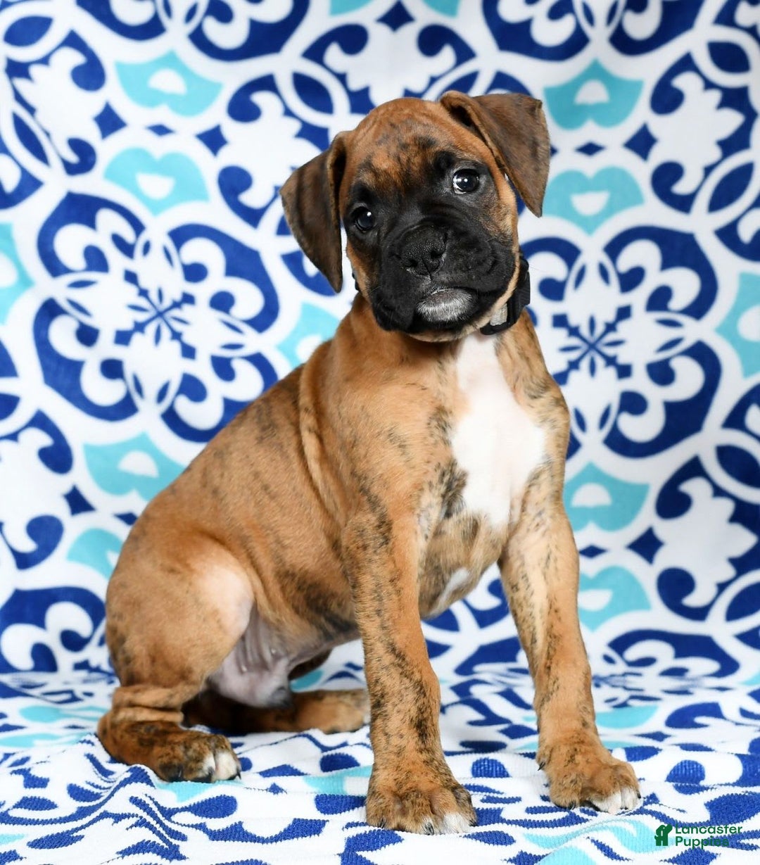 Boxer dogs for sale: Bennah - Image 4