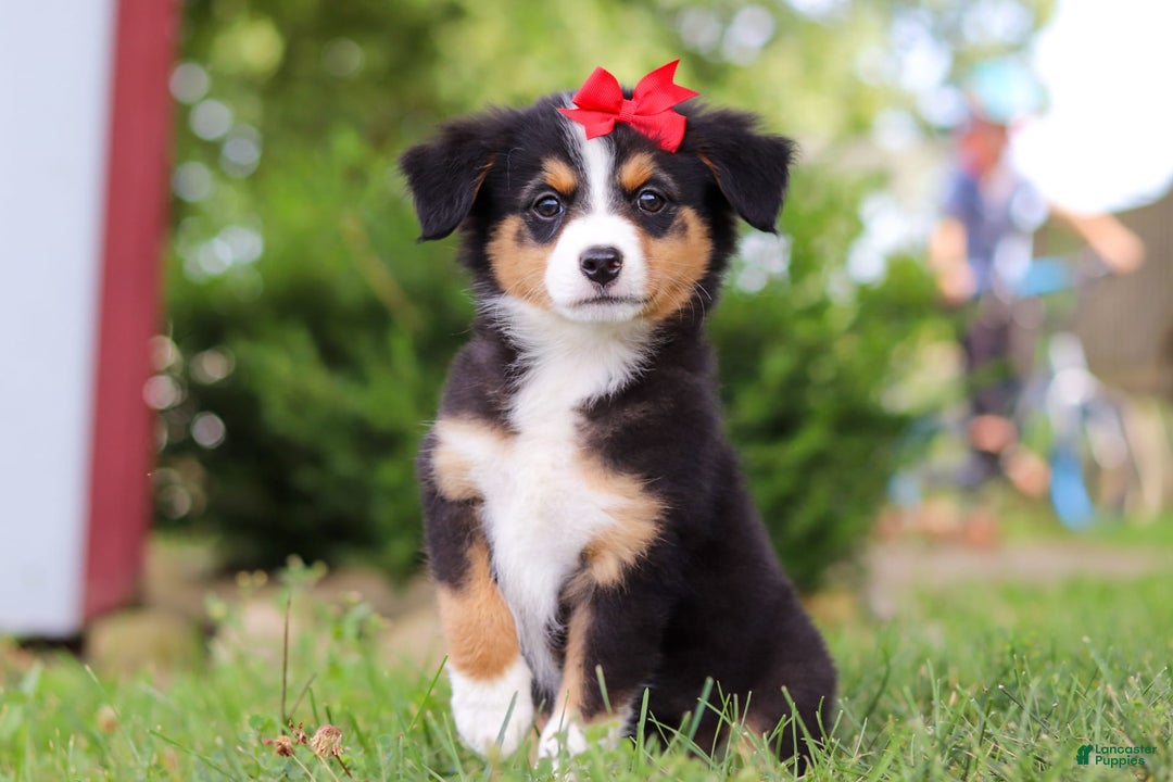 Mini Bernedoodle dogs for sale: Nova - Image 3
