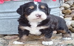 Mini Bernedoodle dogs for sale: Shiloh - Image 19
