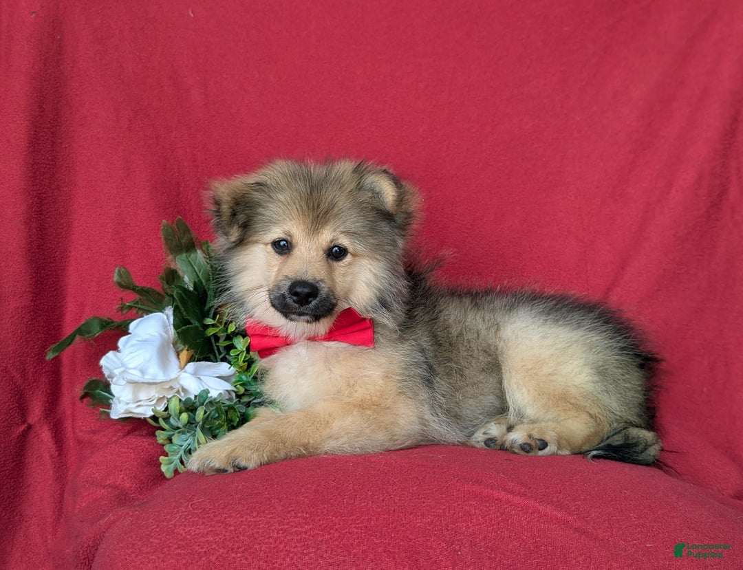 Pomeranian dogs for sale: Ellison - Image 2