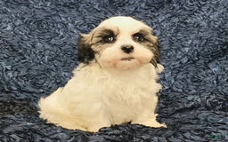 Havanese dogs for sale: Hailey - Image 2