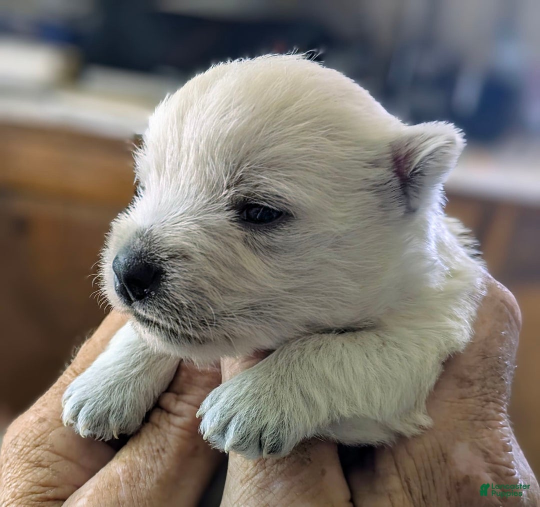 West Highland Terrier dogs for sale: Chip - Image 1