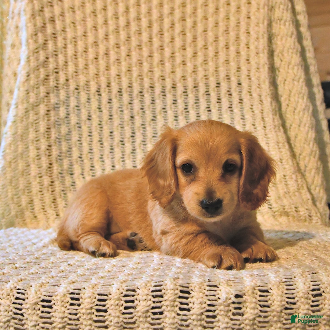 Miniature Dachshund dogs for sale: Honey - Image 4