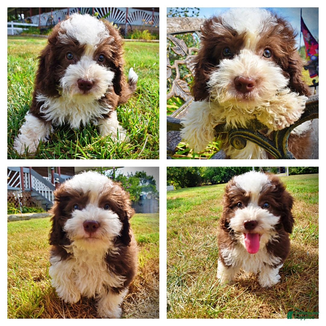 Havapoo dogs for sale: Harley - Image 1