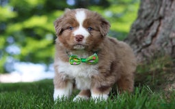 Australian Shepherd dogs for sale: Dune - Image 1