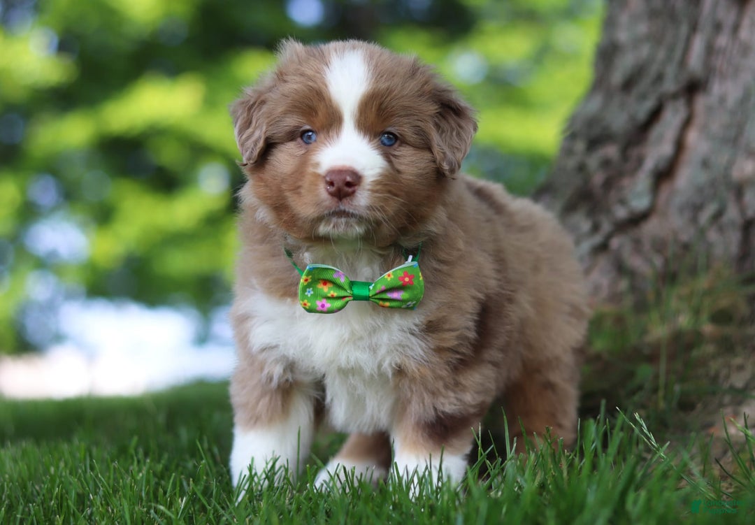 Australian Shepherd dogs for sale: Dune - Image 1