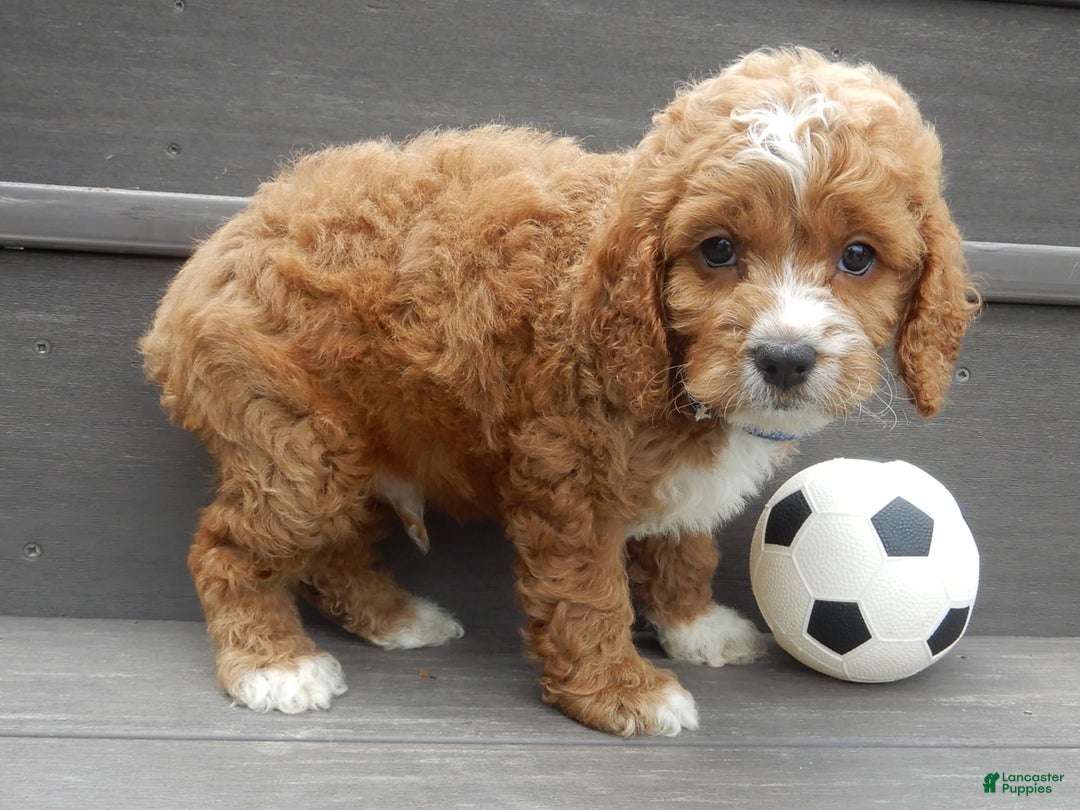 Cockapoo dogs for sale: Lenny - Image 9