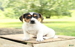 Beagle dogs for sale: Lucas - Image 3