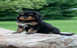 Bernedoodle dogs for sale: Paprika - Image 10