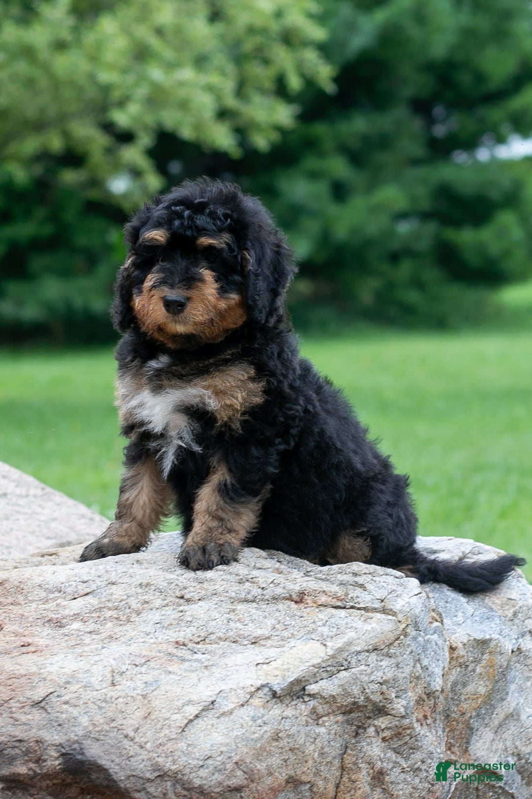 Bernedoodle dogs for sale: Paprika - Image 10