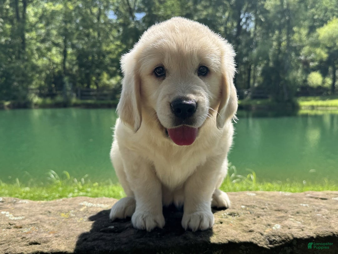 Golden Retriever dogs for sale: Nova - Image 14