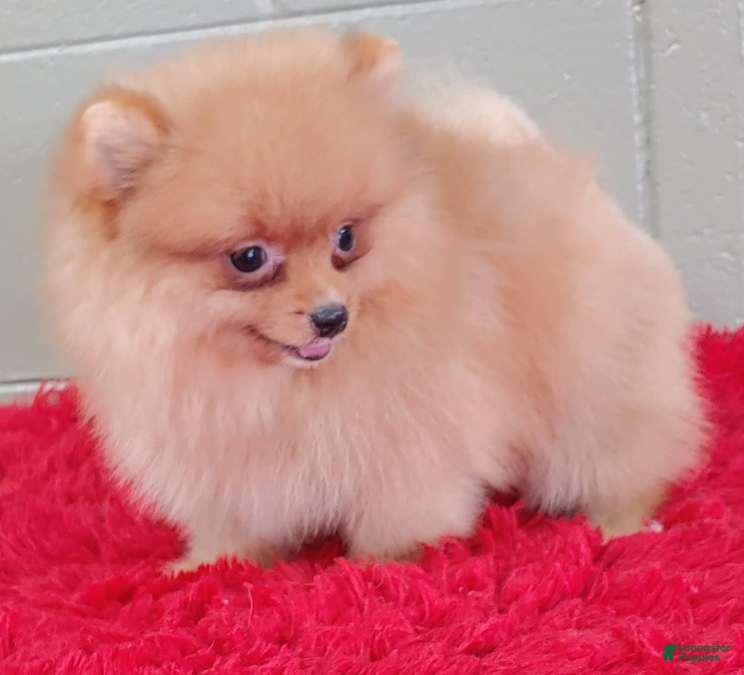 Pomeranian dogs for sale: Spanky - Image 2