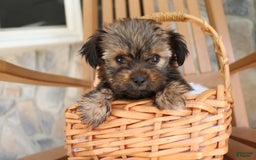Shorkie dogs for sale: Khloe - Image 6