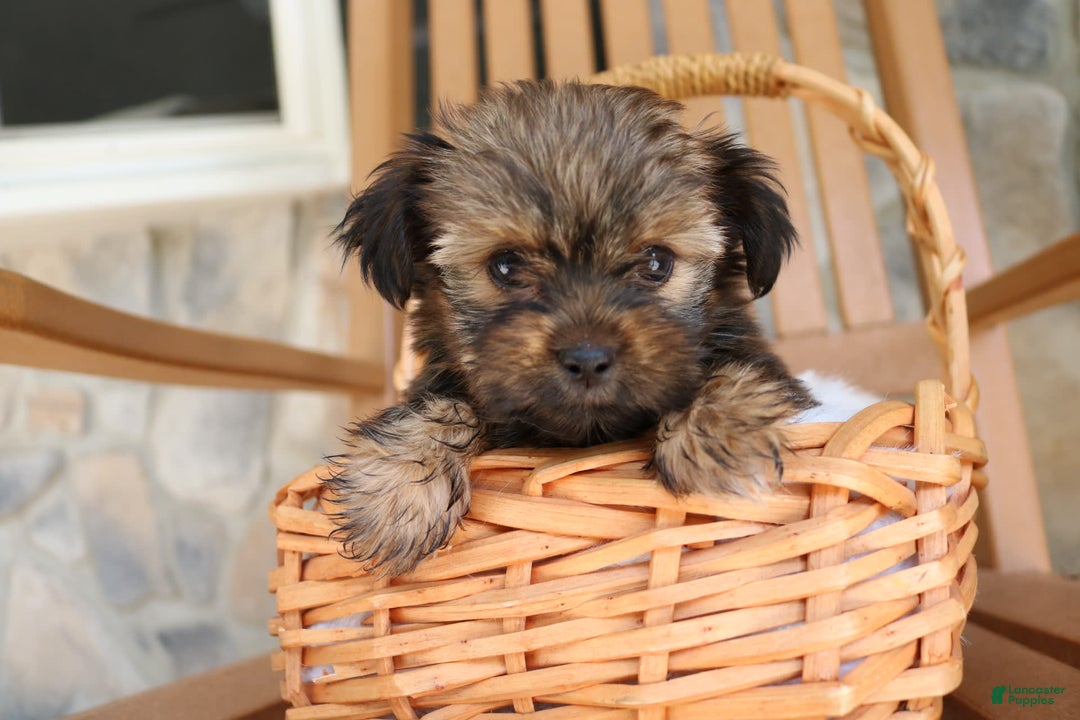 Shorkie dogs for sale: Khloe - Image 6