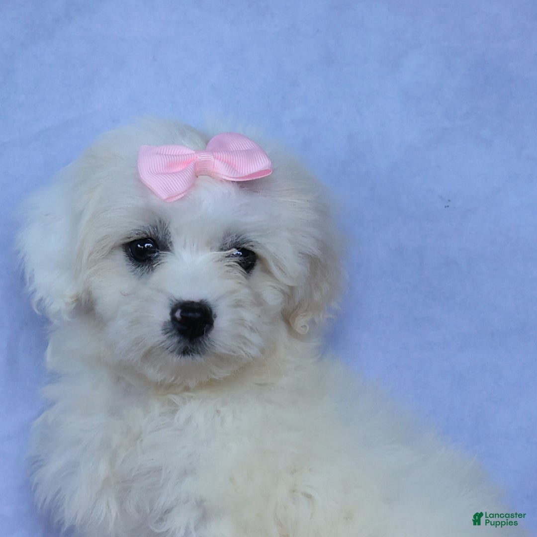 Shihpoo dogs for sale: Callie - Image 16