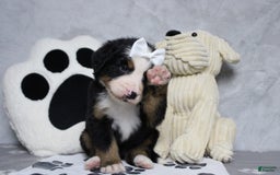 Cavapoo dogs for sale: Phoenix - Image 2
