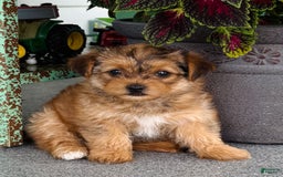 Yorkiepoo dogs for sale: Yorkiepoo 2 puppies - Image 1