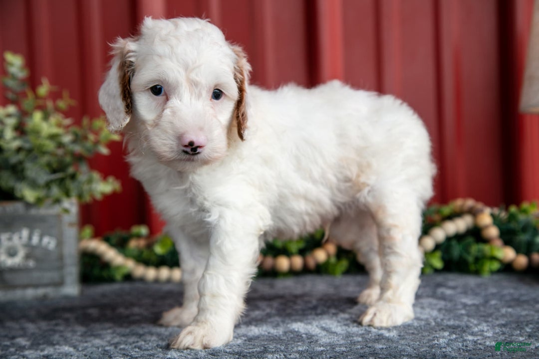 Mini Goldendoodle dogs for sale: Walter - Image 2
