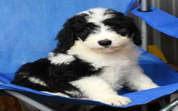 Sheepadoodle dogs for sale: Diesel - Image 2