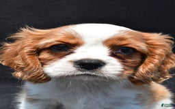 Cavalier King Charles Spaniel dogs for sale: Chase - Image 9