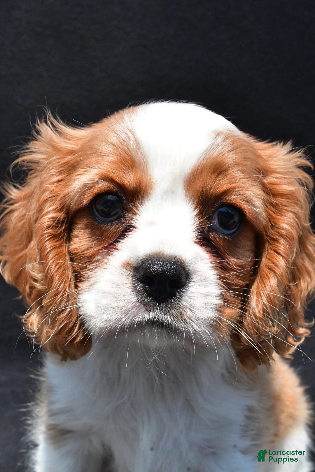 Cavalier King Charles Spaniel dogs for sale: Chase - Image 9