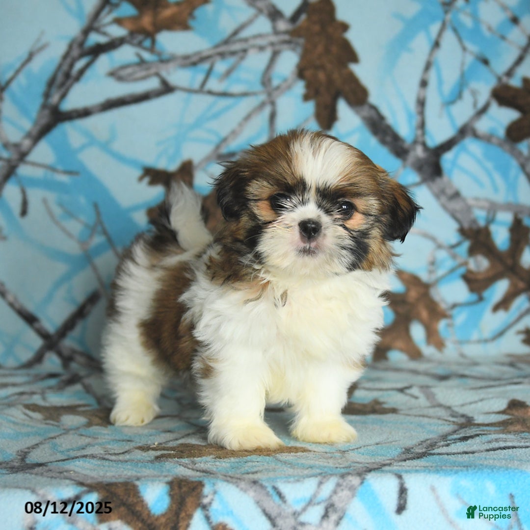 Shih Tzu dogs for sale: Sahara - Image 3