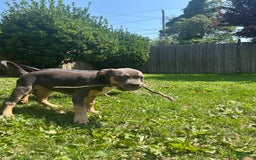 American Bully dogs for sale: Bou - Image 10