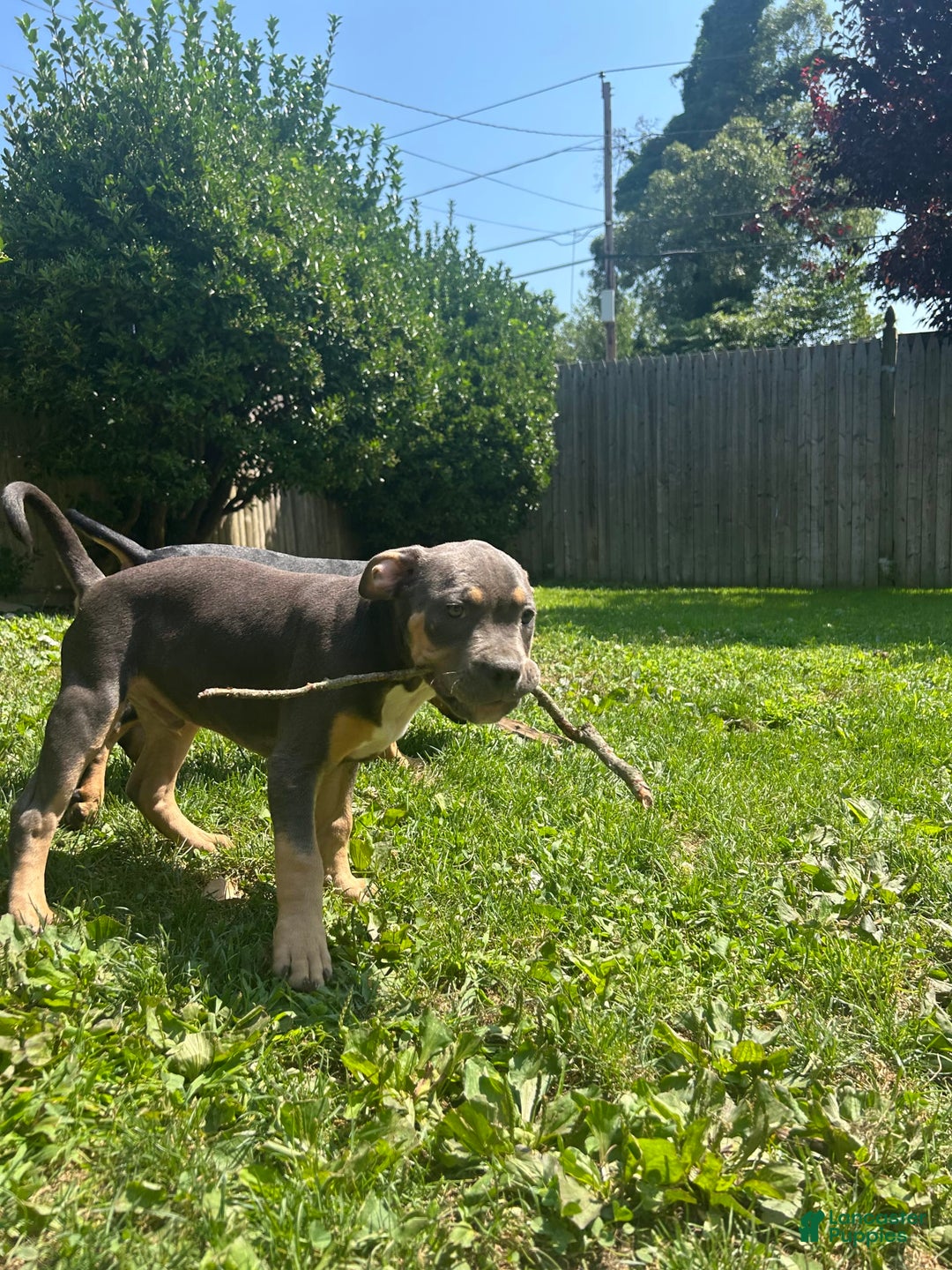 American Bully dogs for sale: Bou - Image 10