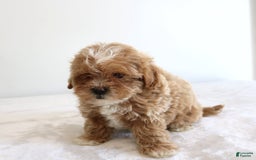Shihpoo dogs for sale: Linc - Image 11
