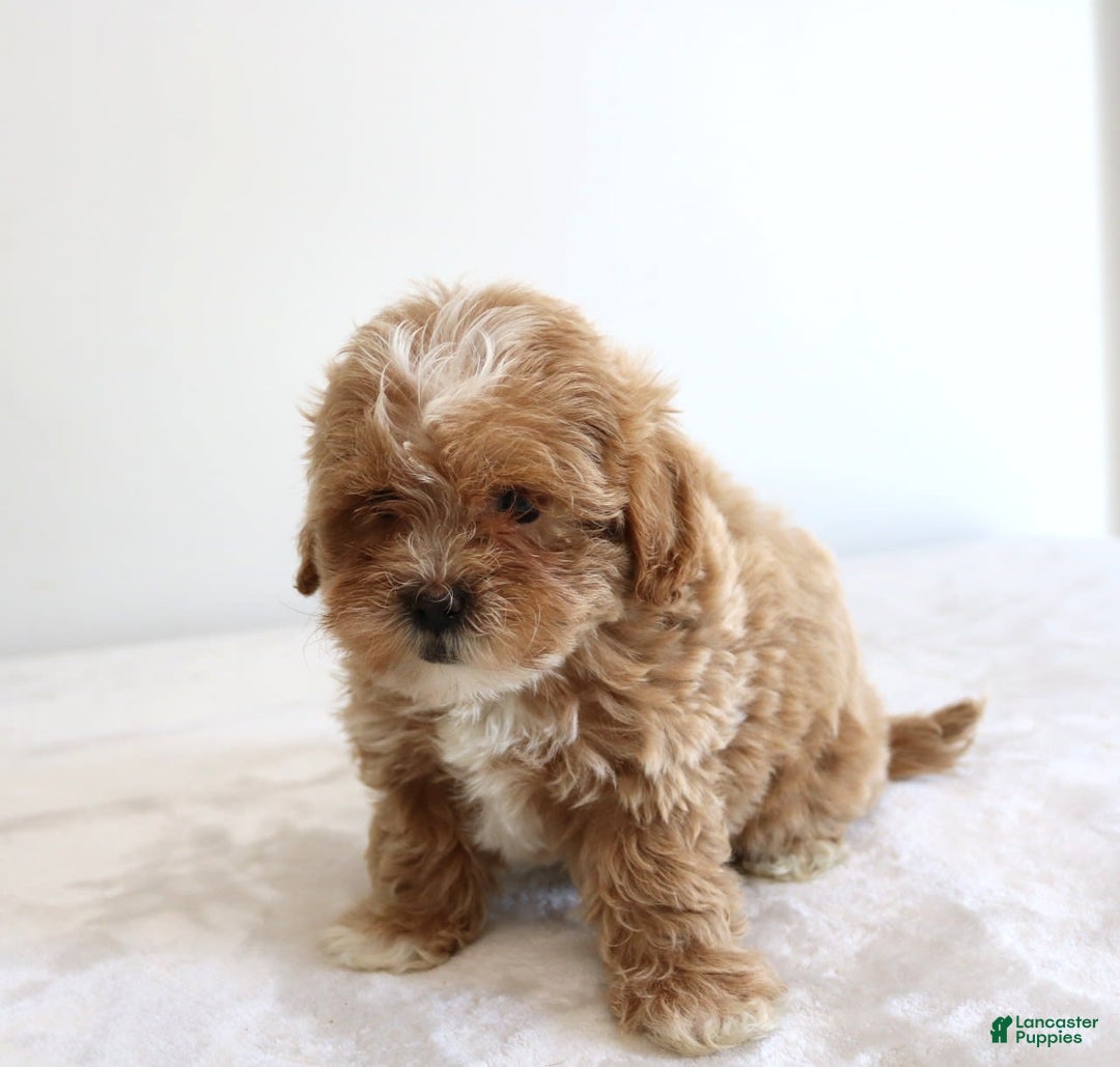 Shihpoo dogs for sale: Linc - Image 11