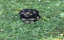 Toy Poodle dogs for sale: Tanner - Image 3