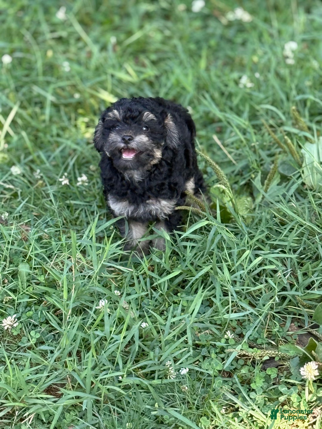 Toy Poodle dogs for sale: Tanner - Image 3