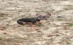 French Bulldog dogs for sale: Chariza - Image 1