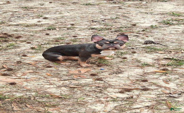 French Bulldog dogs for sale - Ad 2